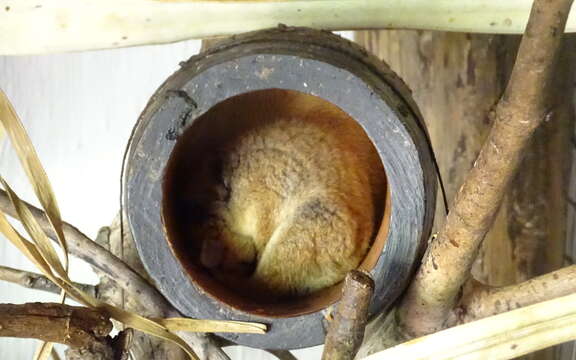 Image of Brown Mouse Lemur