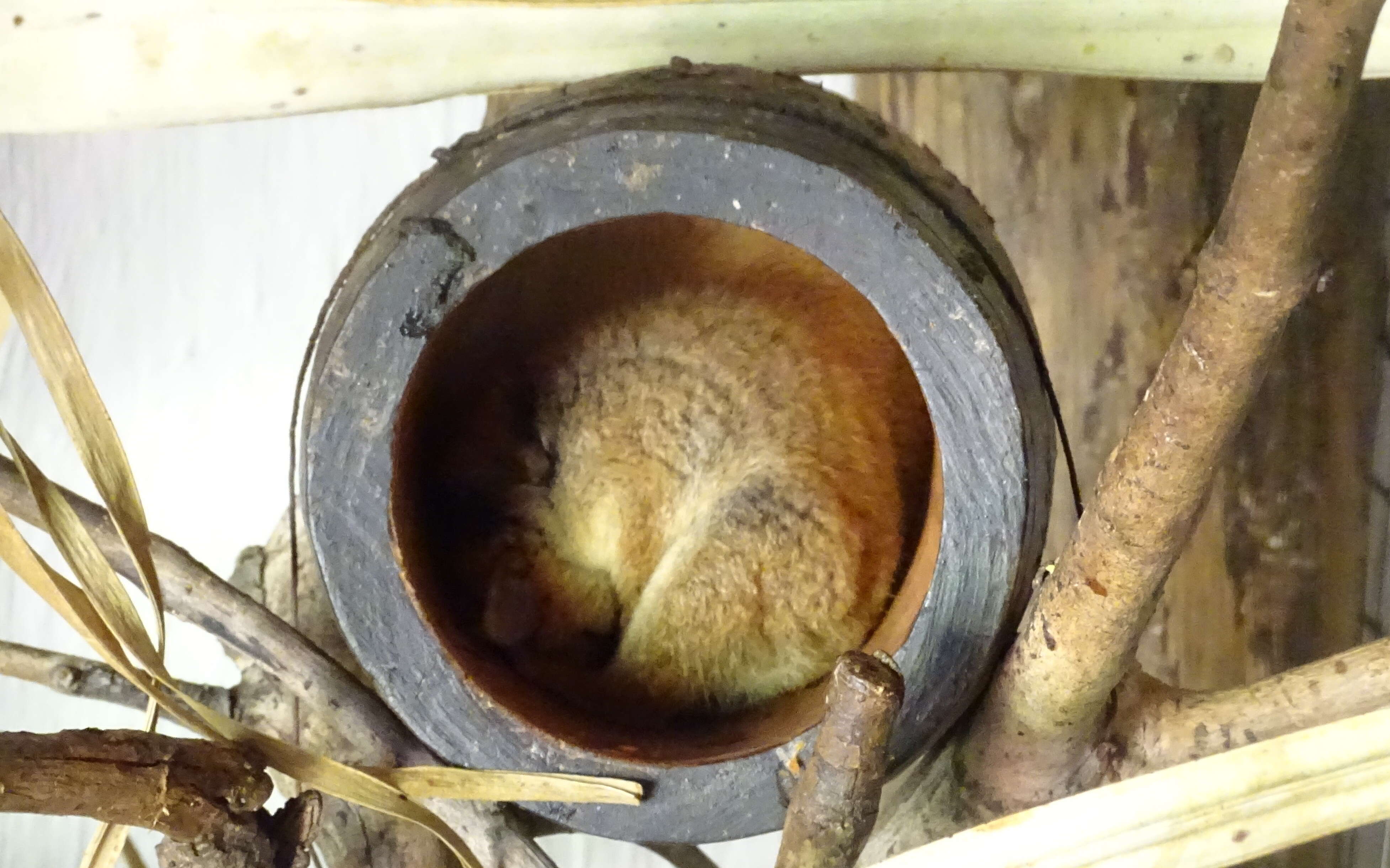 Image of Brown Mouse Lemur