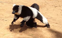 Image of Black-and-white Ruffed Lemur