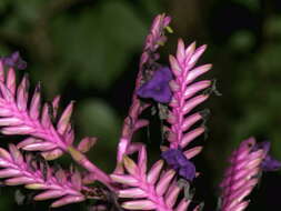 Image of Barfussia platyrhachis (Mez) Manzan. & W. Till