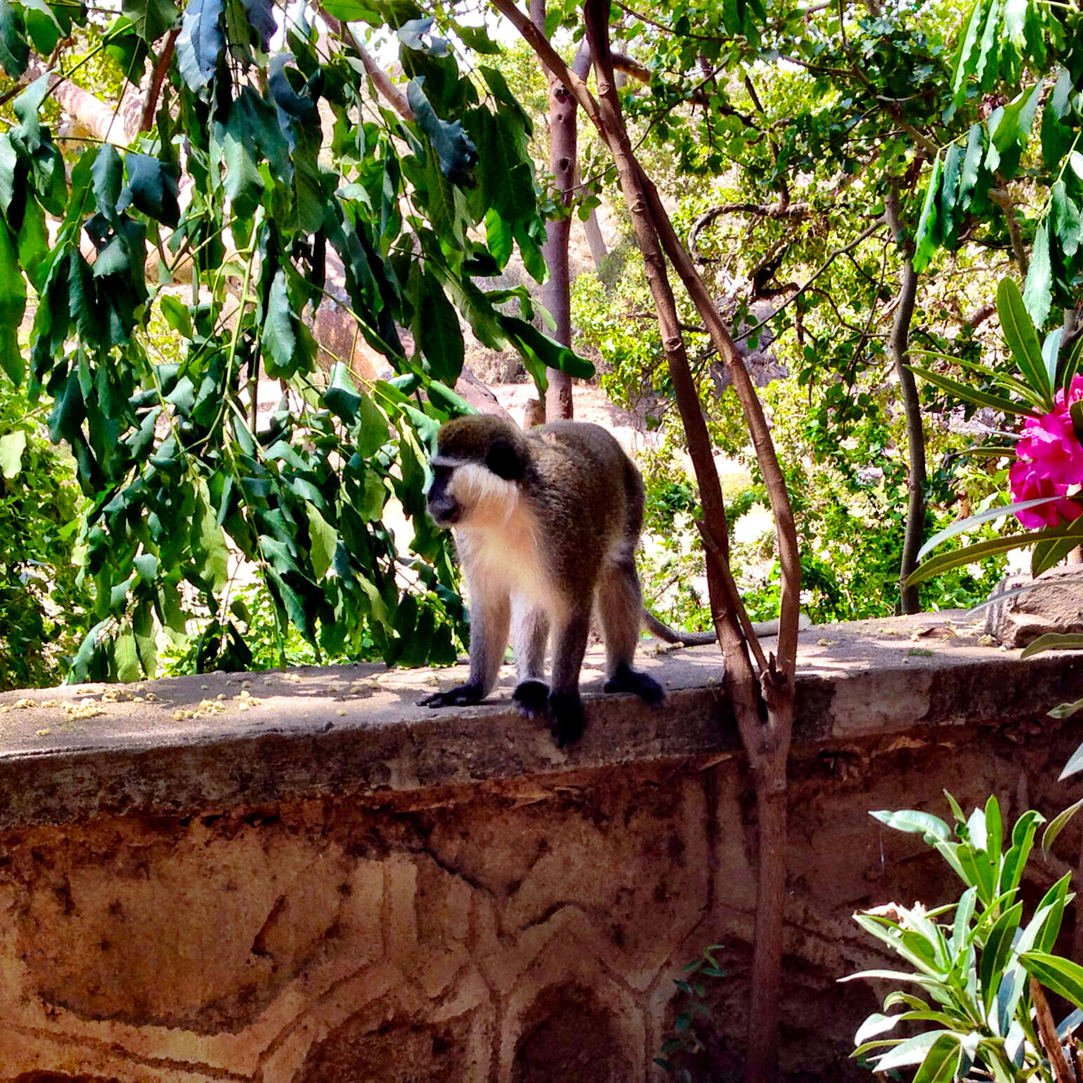 Image of Vervet Monkey