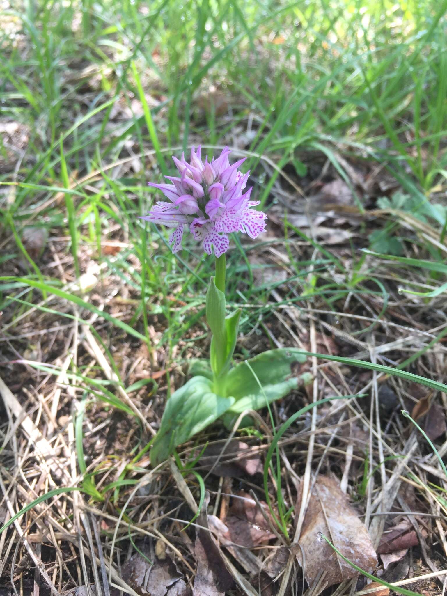 Sivun Neotinea tridentata subsp. tridentata kuva