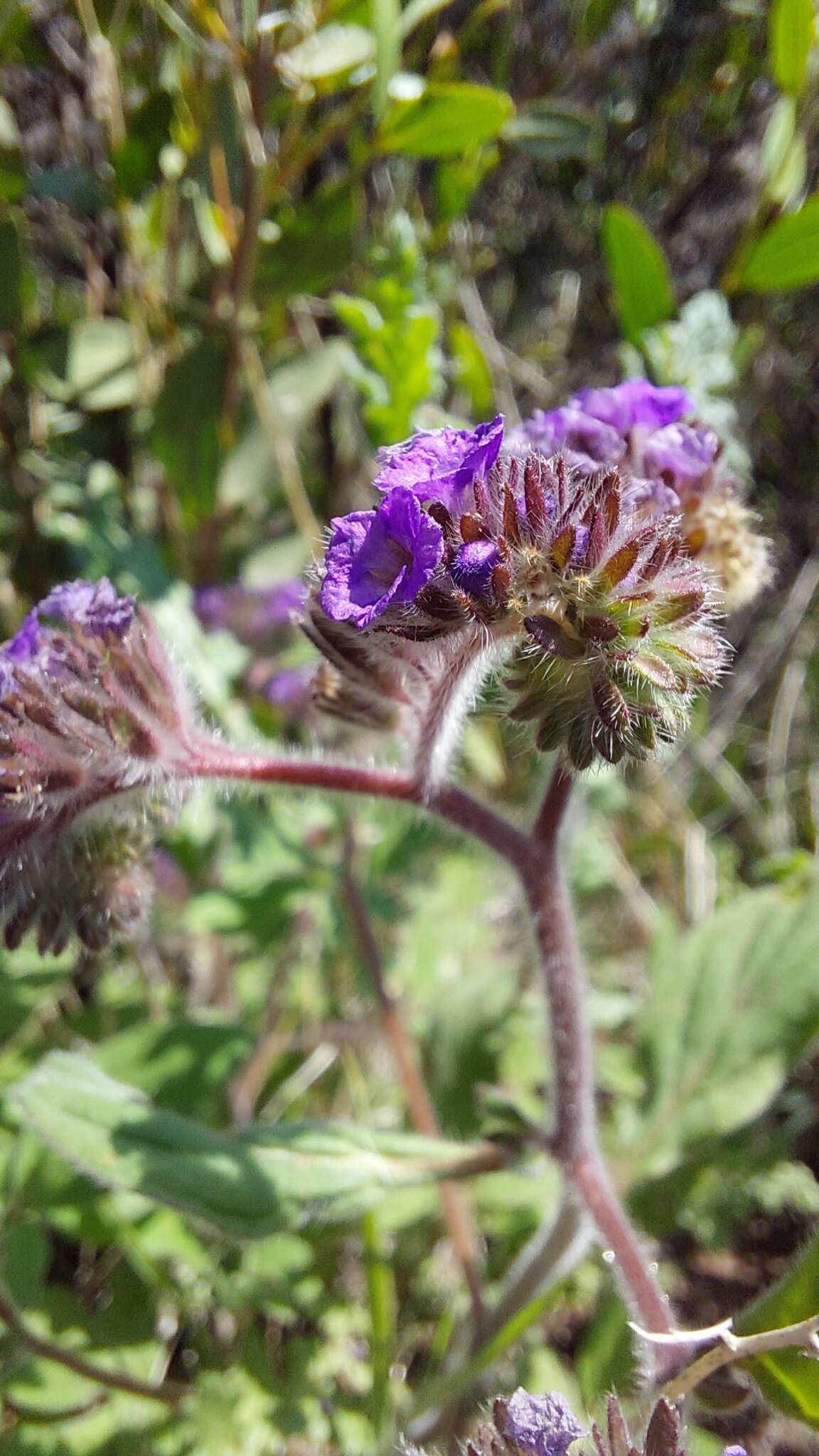 Image of Phacelia brachyantha Benth.