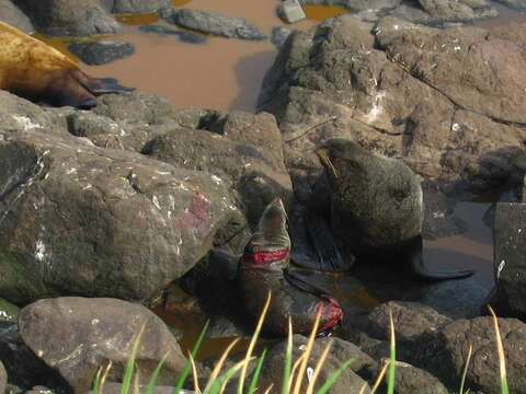 Image of fur seal