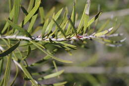 صورة Callistemon subulatus Cheel