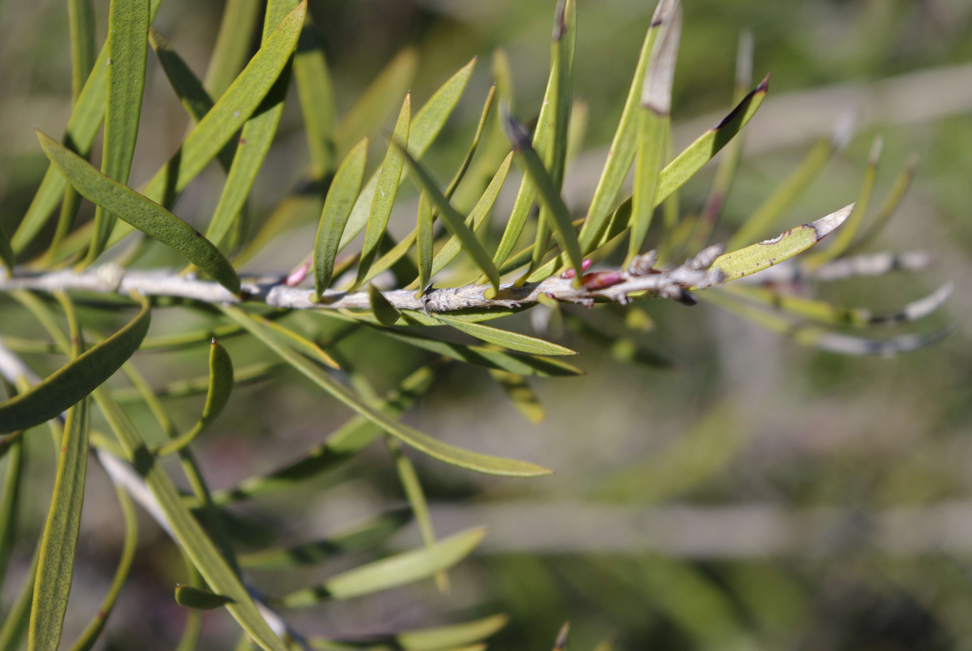 صورة Callistemon subulatus Cheel