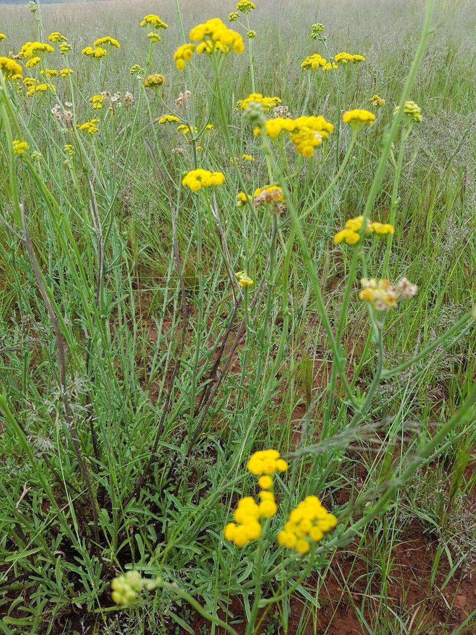 Imagem de Nidorella resedifolia subsp. resedifolia