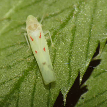 Image of Blackberry Leafhopper