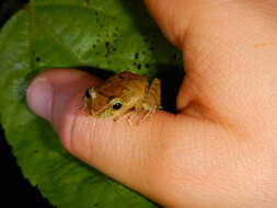 Image of Tandapi robber frog