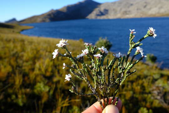 Image of Disparago pilosa M. Koekemoer