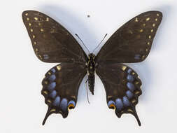 Image of <i>Papilio machaon bairdii</i>