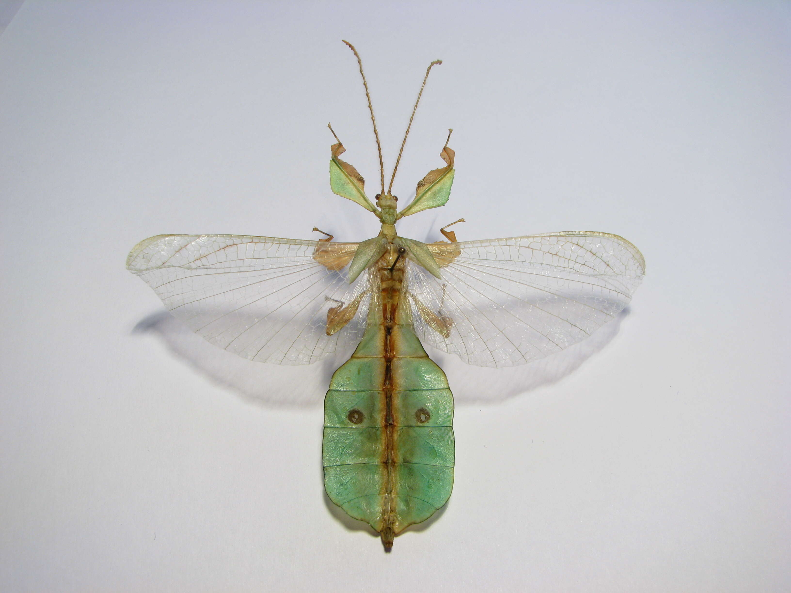 Image of Seychelles leaf insect