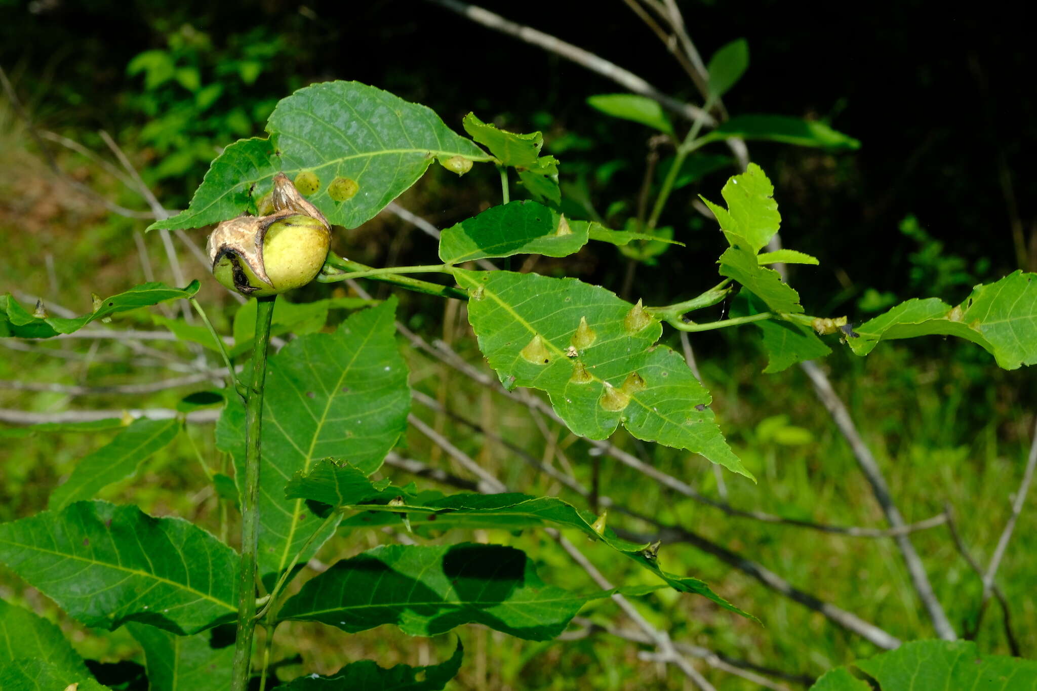 Image of Phylloxera caryaecaulis (Fitch 1855)