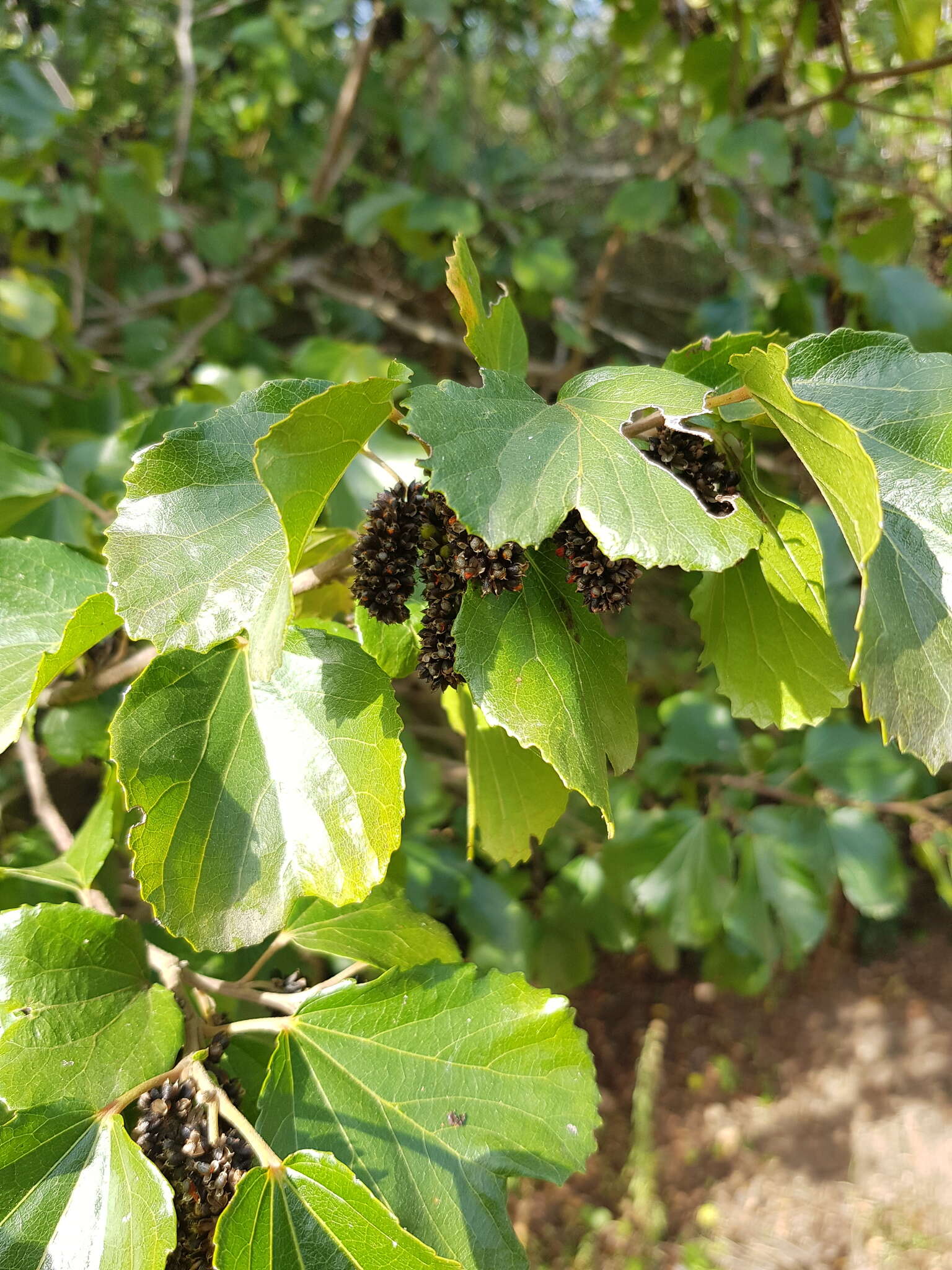 Image of Mulberry leaf