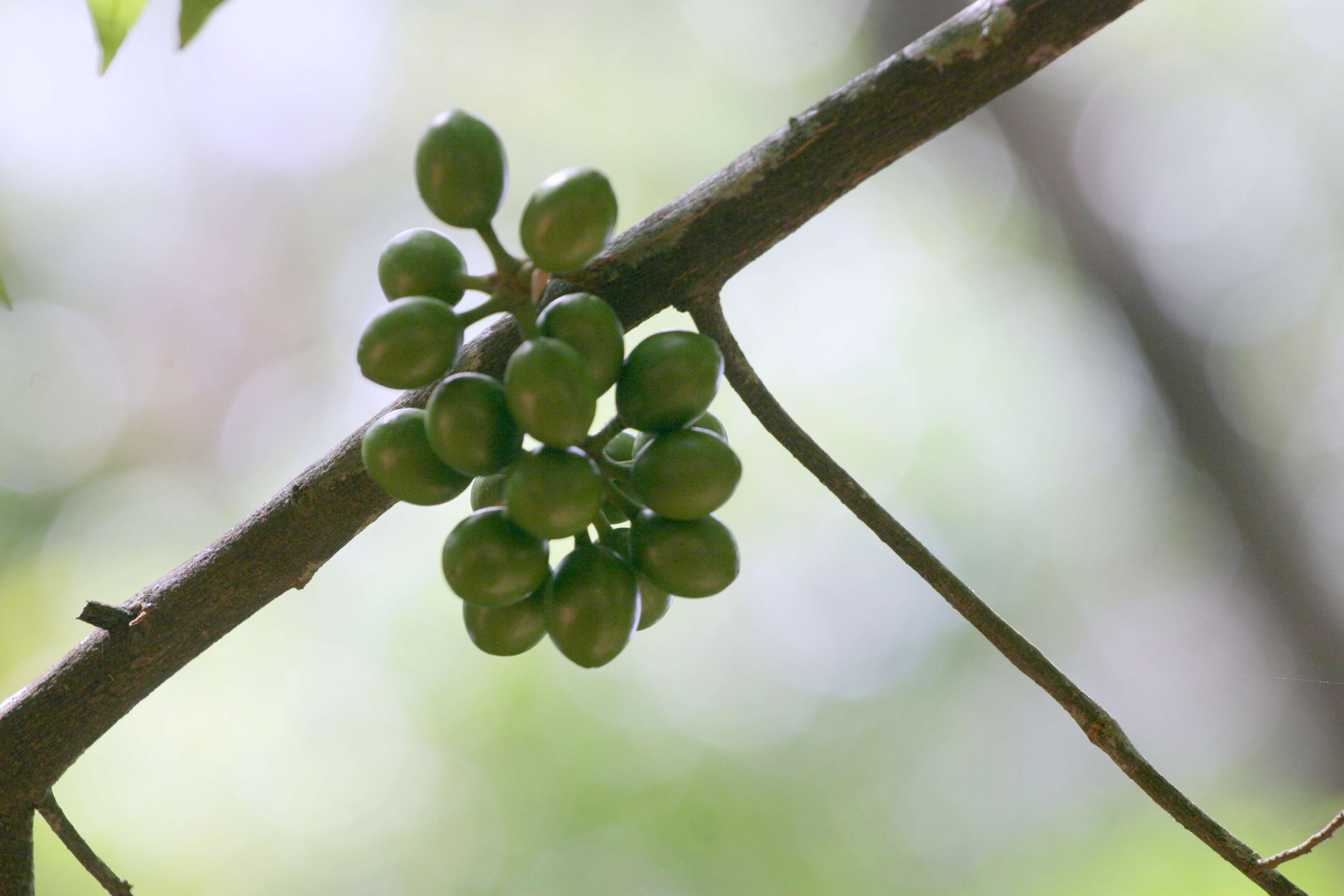 Plancia ëd Polyalthia coffeoides