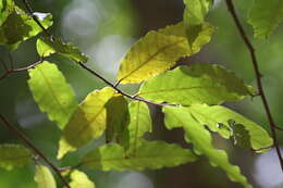 Image of Polyalthia coffeoides