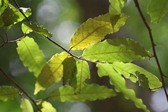 Imagem de Polyalthia coffeoides