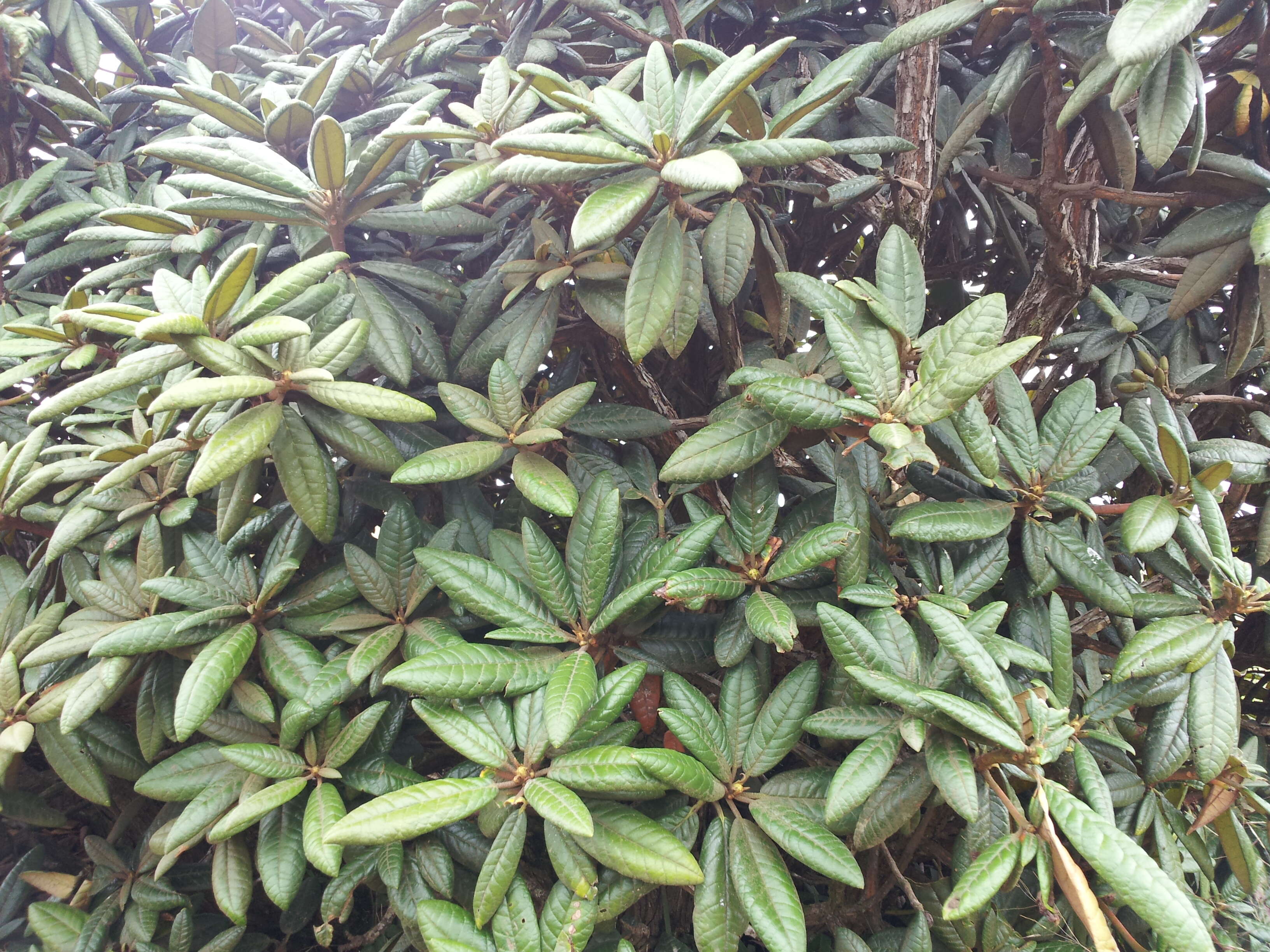 Image of Tree Rhododendron