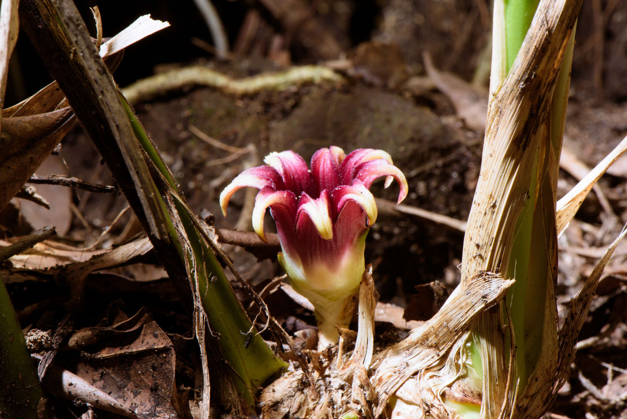 Sivun Aspidistra elatior var. attenuata (Hayata) S. S. Ying kuva