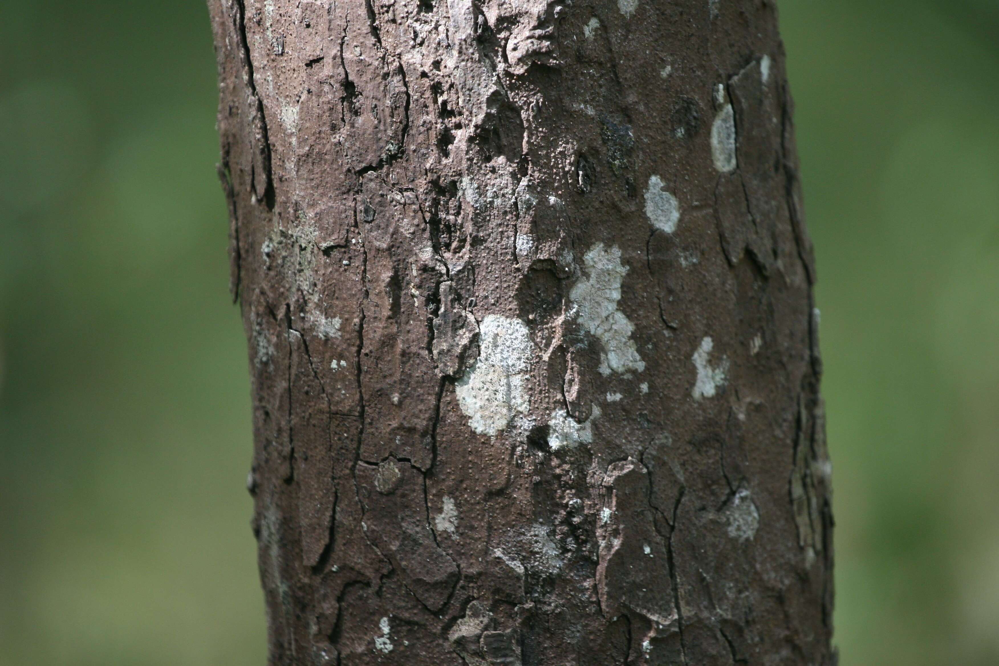 Sivun Diospyros oocarpa Thwaites kuva