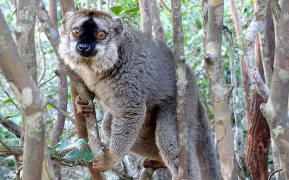 Eulemur rufifrons (Bennett 1833) resmi