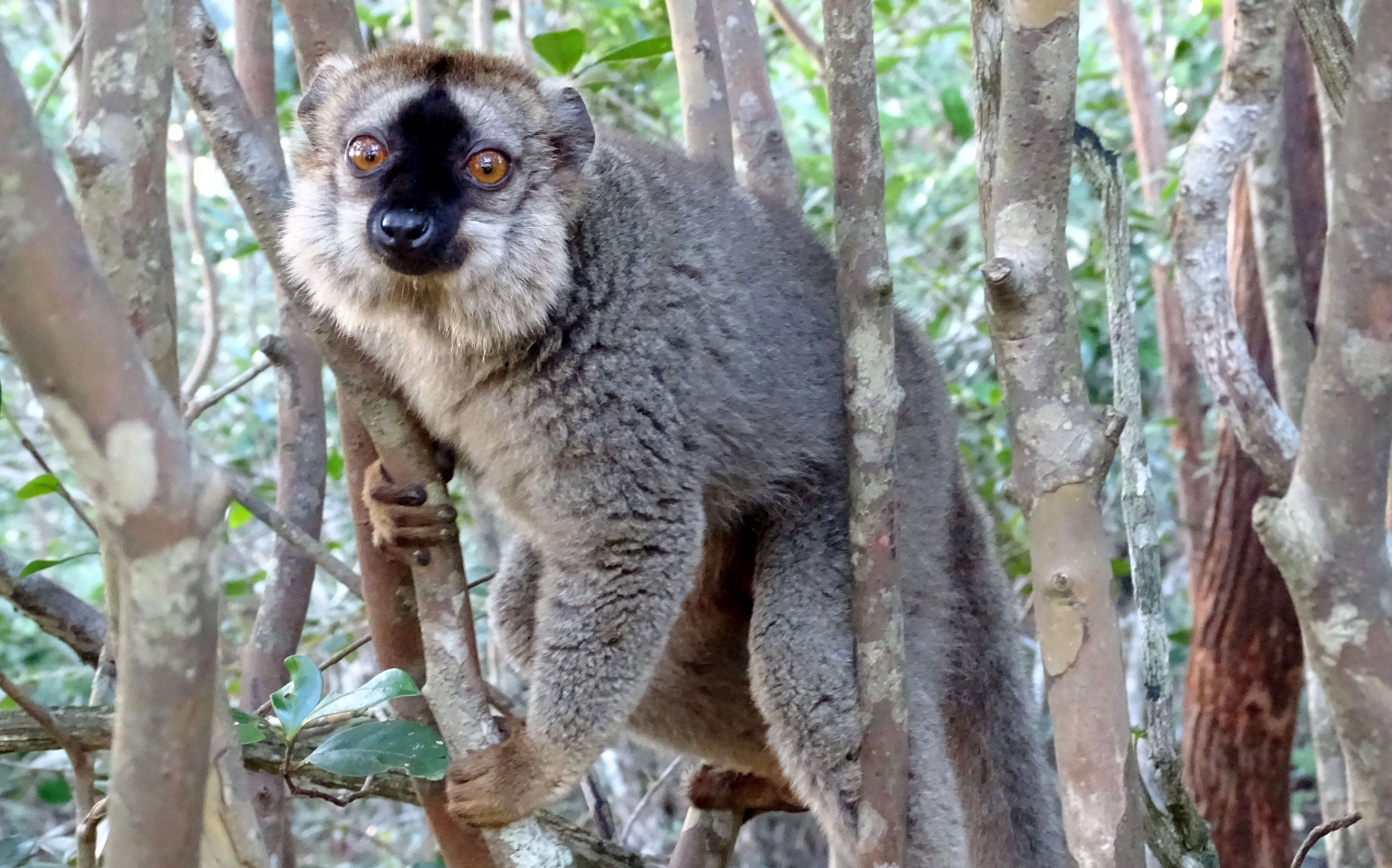 Imagem de Eulemur rufifrons (Bennett 1833)