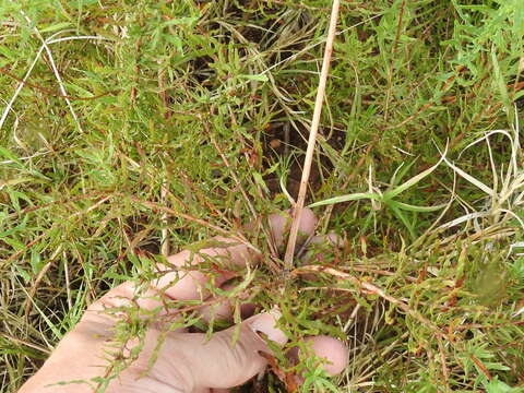 Oenothera calcicola (P. H. Raven & D. P. Greg.) W. L. Wagner & Hoch resmi