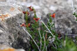 Image of Aufrechtes Heideröschen