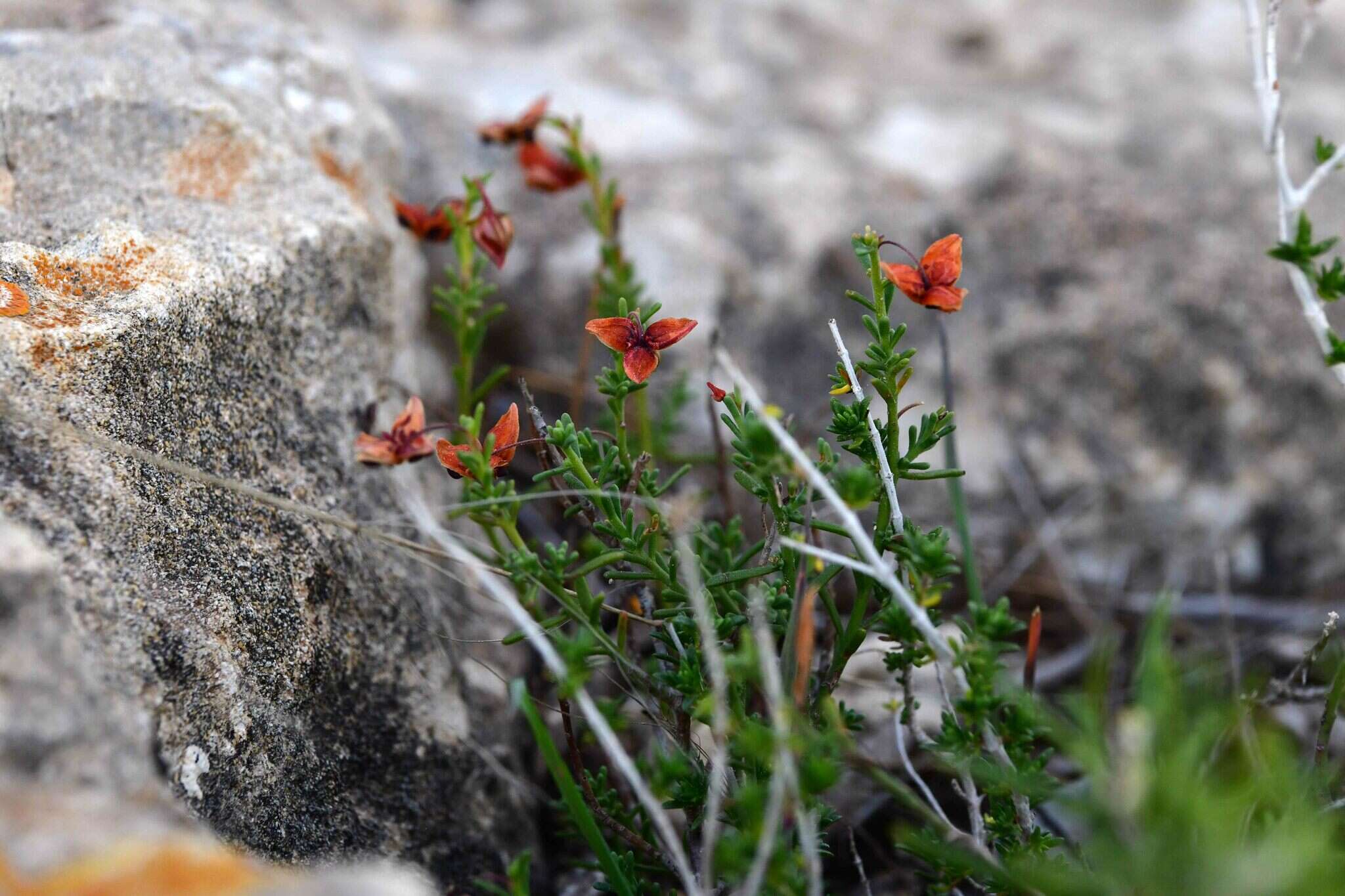 Imagem de Fumana ericoides (Cav.) Gand.