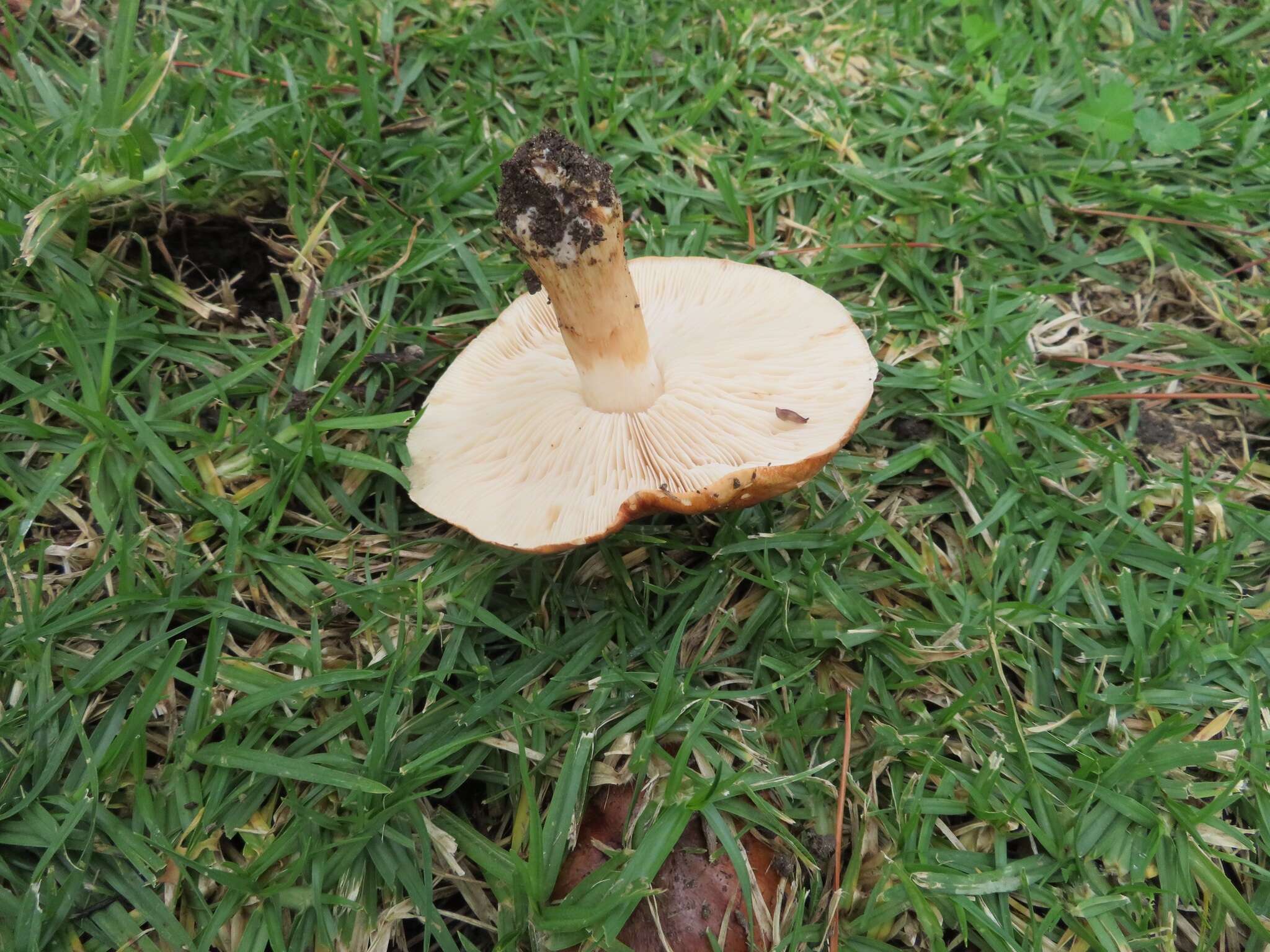 Image of Tricholoma fracticum (Britzelm.) Kreisel 1984