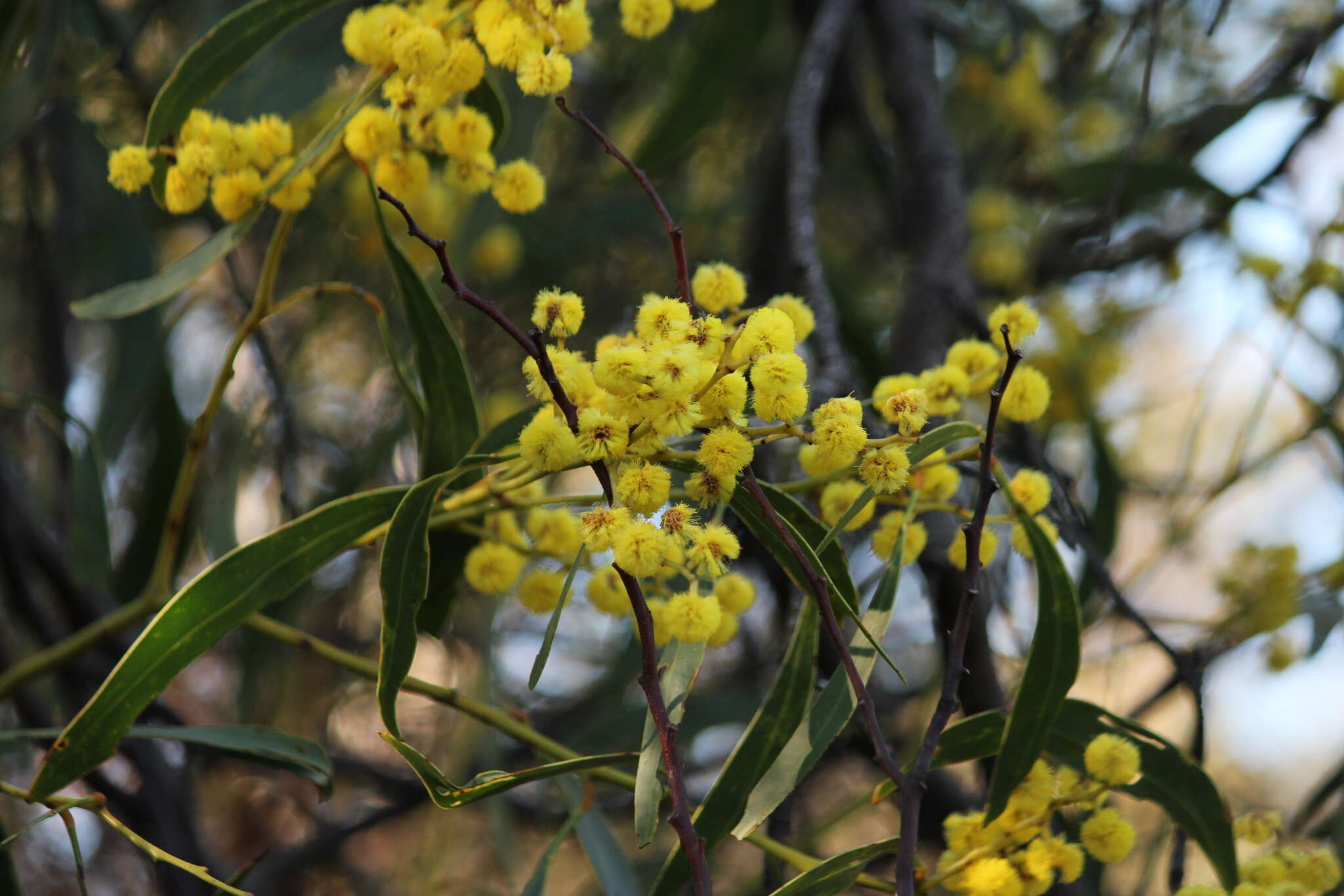 Sivun Acacia pycnantha Benth. kuva