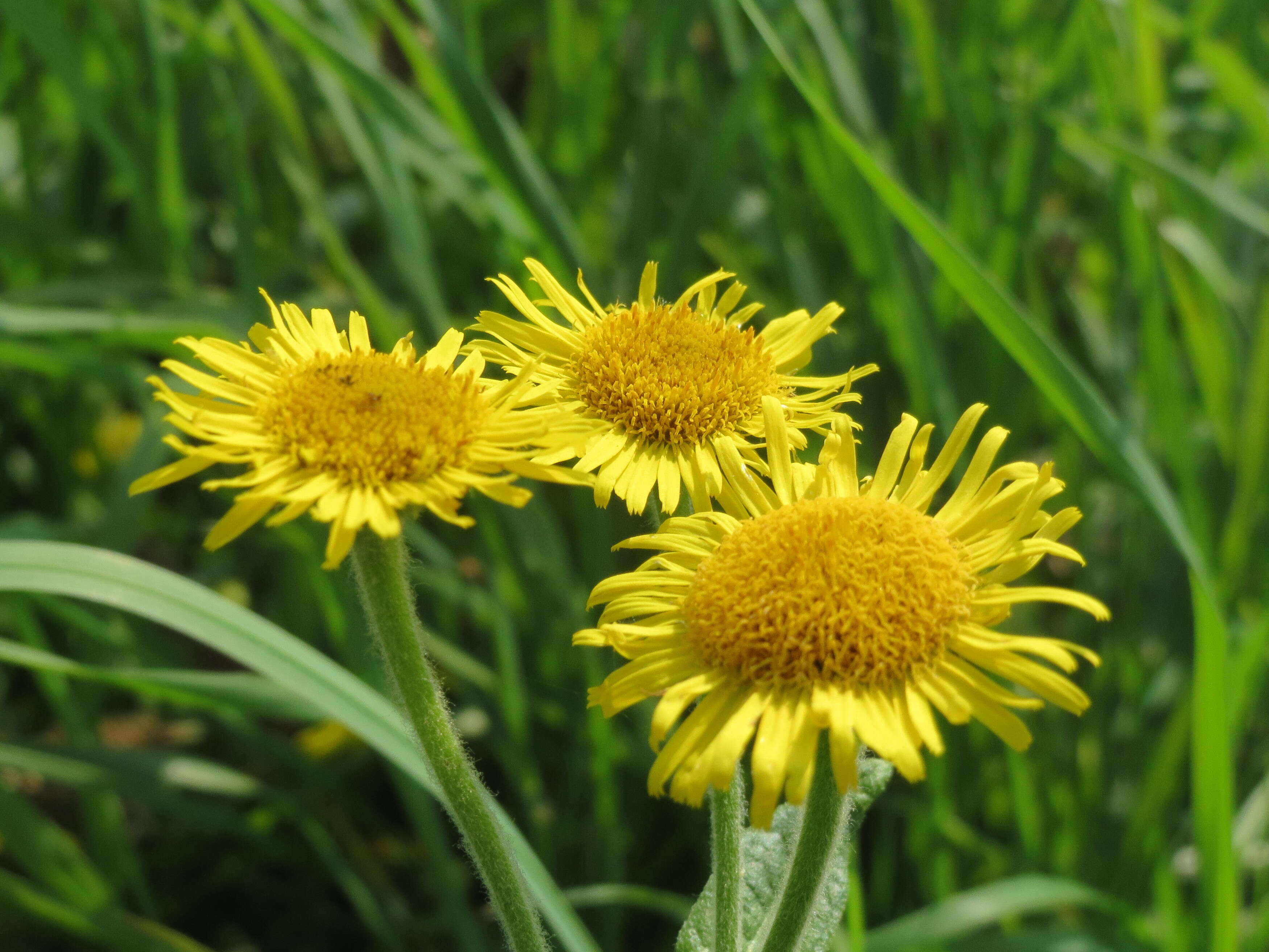 Image of common fleabane