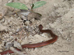 Image of Sikkim Keelback