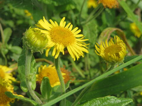 Image of common fleabane