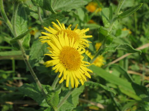 Image of common fleabane