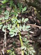 Image of Texas paloverde