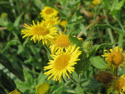 Image of common fleabane