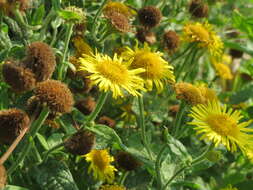 Image of common fleabane