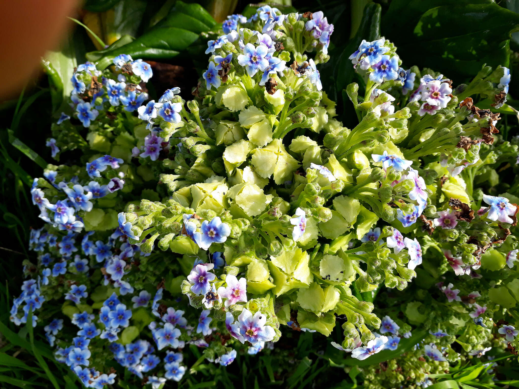 Image of giant forget-me-not