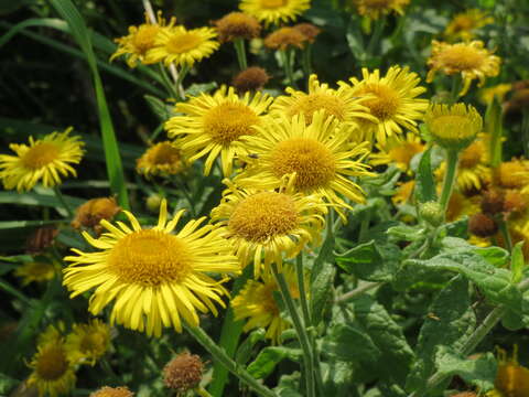 Image of common fleabane