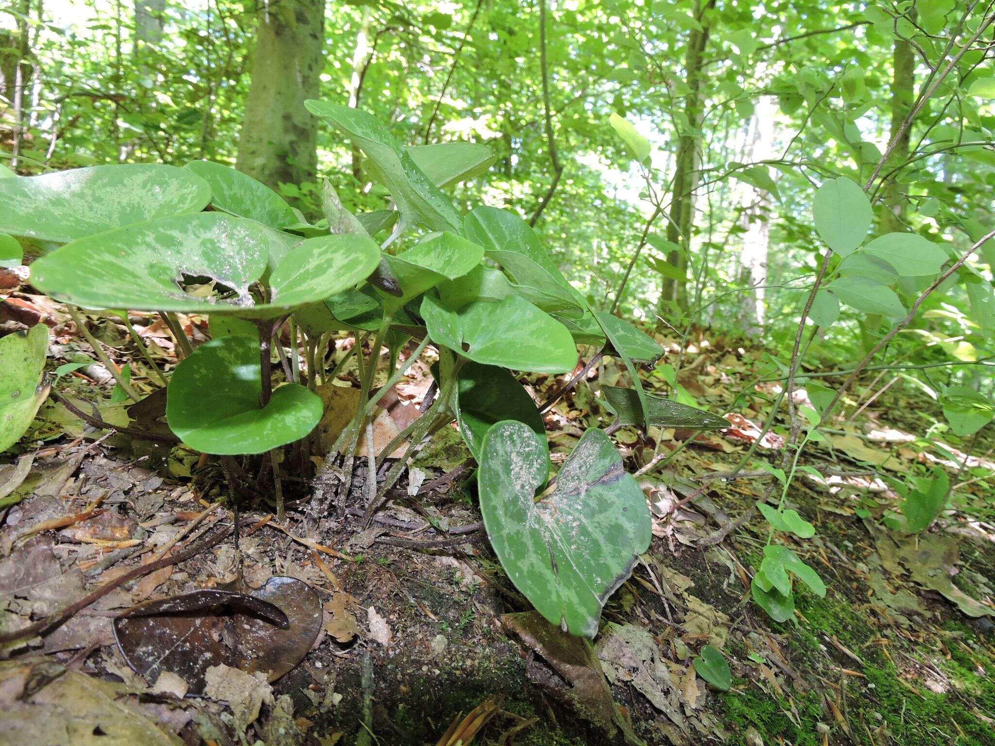 Image de Hexastylis virginica (L.) Small