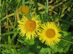 Image of common fleabane