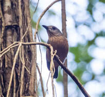 Image of Bower's Shrike-thrush