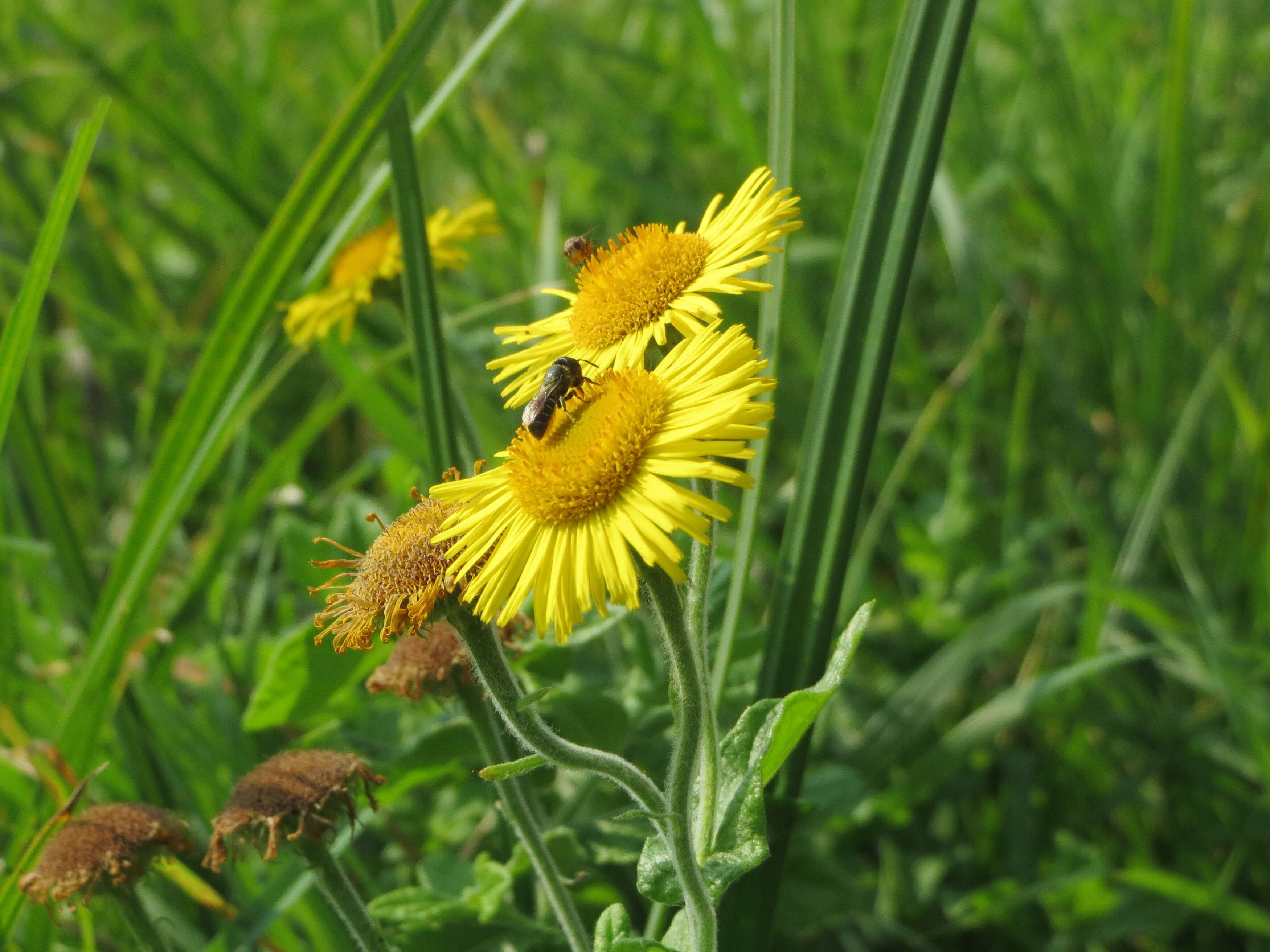 Image of common fleabane