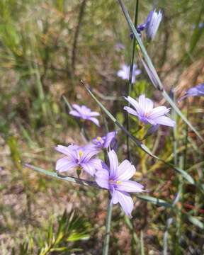 Image of northern blue-eyed grass