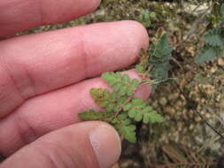 Imagem de Myriopteris scabra (C. Chr.) Grusz & Windham