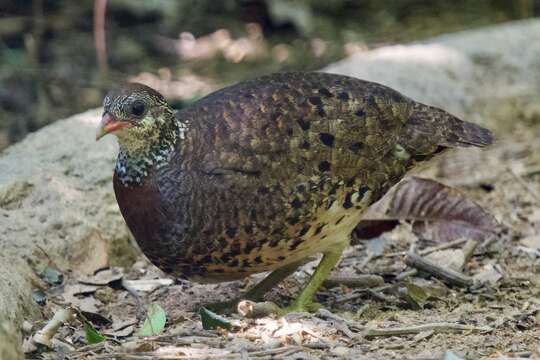 Imagem de Tropicoperdix chloropus Blyth 1859