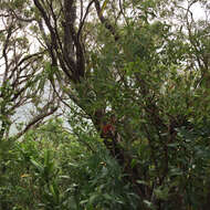 Image of Lehua 'Ahihi