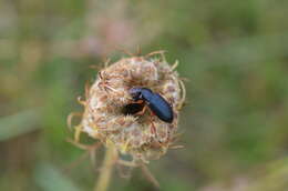 Image de Ophonus (Ophonus) ardosiacus (Lutshnik 1922)