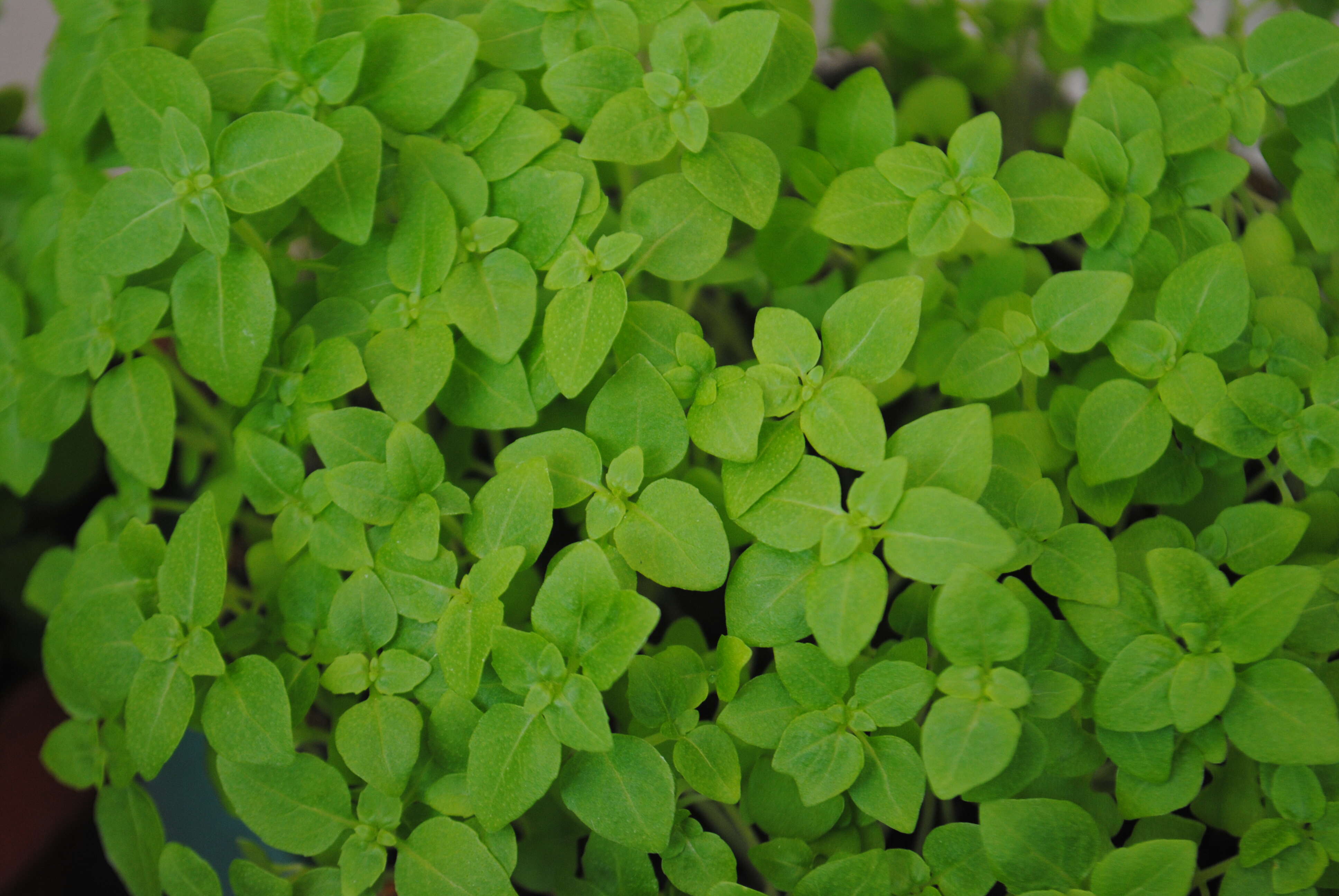 Image of sweet basil